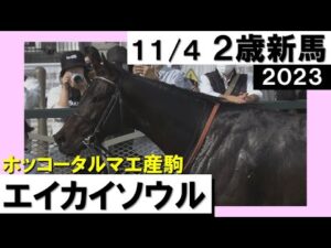 《2023年 新馬》 松山弘平騎手「まだまだこれから良くなると思います」１番人気エイカイソウルが大差をつけて圧勝！　11月4日(土)京都ダート1800ｍ　実況：石田一洋【カンテレ公式】