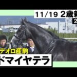 《2023年 新馬》友道調教師「ゆかりの血統で勝ててよかった」アドマイヤテラ快勝! 11月19日(日)京都芝2000m 実況:岡安譲【カンテレ公式】