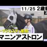 《2023年 新馬》角田大河騎手「直線でいい脚を使ってくれた」ヤマニンアストロンが2馬身差V! 11月25日(土)京都芝1400m 実況:川島壮雄【カンテレ公式】
