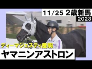 《2023年 新馬》角田大河騎手「直線でいい脚を使ってくれた」ヤマニンアストロンが２馬身差Ｖ！　11月25日(土)京都芝1400ｍ　実況：川島壮雄【カンテレ公式】