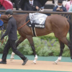 【競馬予想】第61回アルゼンチン共和国杯(GⅡ) /2023