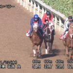 【京都2歳ステークス2023】追い切り/動きからレースを紐解く