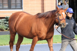 【悲報】現在のサリオスがデブすぎる件