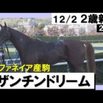 《2023年 新馬》ムルザバエフ騎手「すごく走るね」ビザンチンドリームが豪快に差し切り快勝! 12月2日(土)京都芝2000m 実況:石田一洋【カンテレ公式】