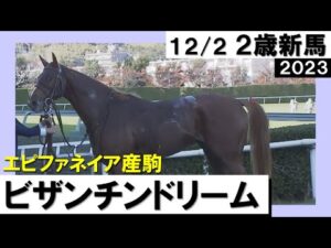 《2023年 新馬》ムルザバエフ騎手「すごく走るね」ビザンチンドリームが豪快に差し切り快勝！　12月2日(土)京都芝2000ｍ　実況：石田一洋【カンテレ公式】