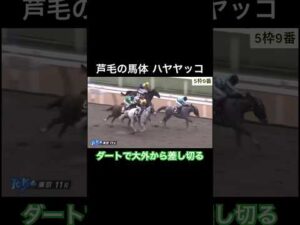 芦毛の馬体 ハヤヤッコが鮮やかに大外から差し切る