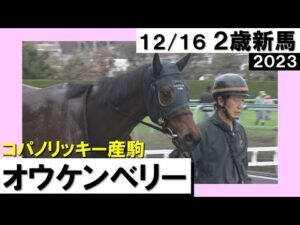 《2023年 新馬》坂井騎手「これから良くなってくる」６番人気オウケンベリーが直線で抜け出しデビュー勝ち！　12月16日(土)阪神ダート1800ｍ　実況：川島壮雄【カンテレ公式】