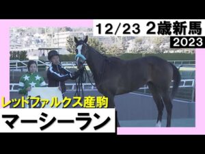 《2023年 新馬》河原田菜々騎手「ホントに強かった」マーシーランが差し切り勝ち！　12月23日(土)阪神芝1400ｍ　実況：石田一洋【カンテレ公式】