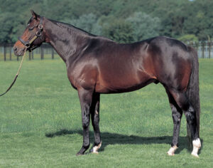 ディープインパクト孫ってなんでこんな弱すぎるの？