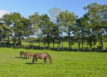ダーレージャパンが種牡馬パレスマリス、ヨシダを導入