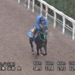 【阪神ジュベナイルフィリーズ2023】追い切り/調教を見てわかる事