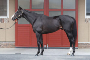 ノーザン吉田勝己代表「アーモンドアイとイクイノックスつけざるを得ない」