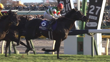 昨年のJC馬ヴェラアズール屈腱炎で引退、優駿SSで種牡馬入り