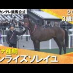 《2024年 新馬》川田騎手「もっと良くなってくれる馬だと思います」1番人気サンライズソレイユが快勝! 1月21日(日)京都ダート1800m 実況:川島壮雄【カンテレ公式】