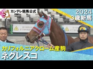 《2024年 新馬》ルメートル騎手「いい走りをしてくれました」ネグレスコが人気に応えてV！　1月20日(土)京都ダート1200ｍ　実況：川島壮雄【カンテレ公式】
