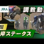 【調教動画】2024年 根岸ステークス|JRA公式