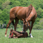 ダイワスカーレット&クィーンスプマンテ繁殖牝馬引退