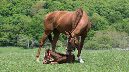 ダイワスカーレット&クィーンスプマンテ繁殖牝馬引退