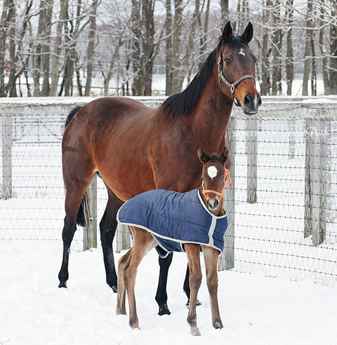 【競馬】「16冠ベビー」キタサンブラック×アーモンドアイの牝馬が誕生