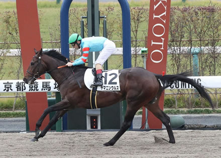 3戦全勝ラスボス、ヤマニンウルスが14日雅S出走