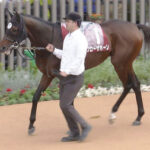 【競馬予想】[2]第71回日経新春杯(GII) /2024