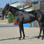 種牡馬展示会で評価が変わった馬