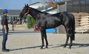 種牡馬展示会で評価が変わった馬