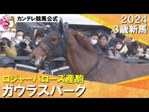 《2024年 新馬》池添騎手「まだまだ良くなりそう…楽しみがもてる馬」ガウラスパークが２番手から抜け出してＶ！　2月11日(日)京都ダート1800ｍ　実況：川島壮雄【カンテレ公式】