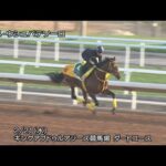 【2024サウジカップ】ウシュバテソーロなど日本馬5頭の調教動画 | JRA公式