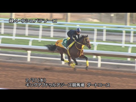 【2024サウジカップ】ウシュバテソーロなど日本馬5頭の調教動画 | JRA公式