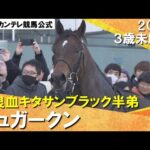 【超良血キタサンブラックの半弟シュガークンが武豊騎手に導かれ初勝利!】2024年 3歳未勝利 実況:川島壮雄【カンテレ公式】