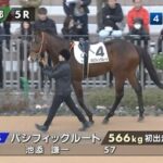 【日曜京都5R】パシフィックルート&池添騎手がキタ━━━━(゚∀゚)━━━━!!