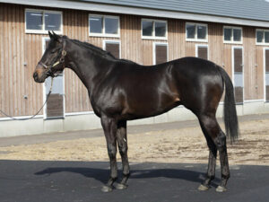 【3歳未勝利】リバティアイランド半弟ダノンモンブランが土曜阪神5Rデビュー