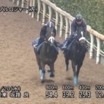 【毎日杯2024】追い切り/調教を見てわかる事