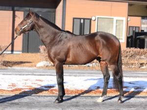 パレスマリス(350万)大人気 この時期で既に100頭近く種付