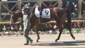 【弥生賞】ファビュラススターが怪物な件
