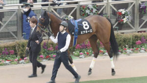 【競馬予想】第38回フラワーカップ(GIII) /2024