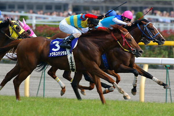 府中芝1600m最強馬決定戦