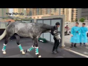 【2024香港チャンピオンズデー】プログノーシスなど日本馬4頭が香港に到着｜JRA公式