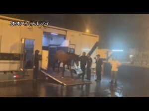 【2024香港チャンピオンズデー】オオバンブルマイが香港に到着｜JRA公式