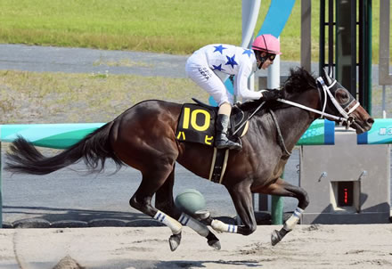 【大阪―ハンブルクC】ハピ初の芝挑戦も9着 w w w w