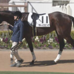 ユニコーンS2着サトノエピック日本ダービー参戦か？国枝師「東京ダービーに出られるかは分からないし･･･」