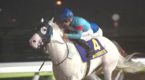 【朗報】白毛、ついにばら撒かれる