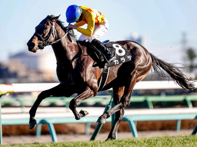 重賞3勝馬カラテ、辻野厩舎から音無厩舎に転厩