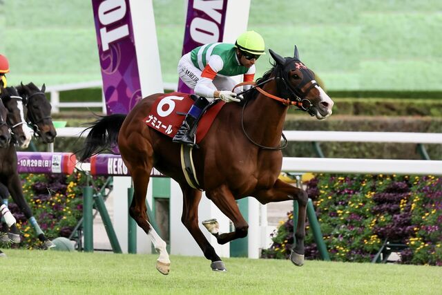 さぁどうする!安田記念香港馬2頭とナミュールの取捨選択