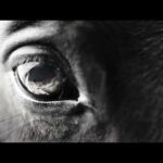 ダート三冠ブランドムービー|NAR公式
