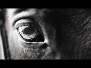 ダート三冠ブランドムービー｜NAR公式