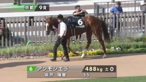 アンモシエラが東京ダービー出走を公式発表でサトノエピックの日本ダービー出走が確定的に