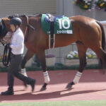 【競馬予想】第31回平安ステークス(GⅢ) / 2024