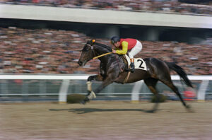 今まで1番パーフェクトな競走成績を残した馬は?